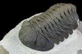 Detailed Morocops Trilobite - Multi-Colored Shell #126315-1